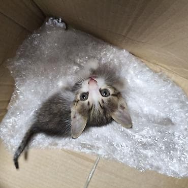 рыжие котята: Котёнок, тигрово-белый окрас (таби), короткошёрстный. Компактный, с — 1