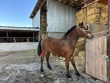 Собаки: Продаю | Жеребец | Рабочий — 6