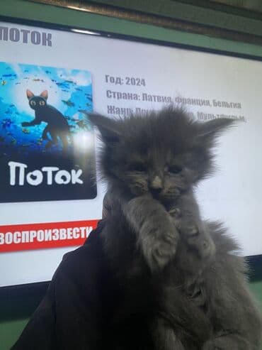 во сколько стерилизовать кошку: 2 месяца, Девочка, Черный, Приучена к лотку — 2