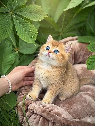 номер приюта для животных бишкек: Британская короткошёрстная, 3 месяца, Мальчик, Голубой — 2