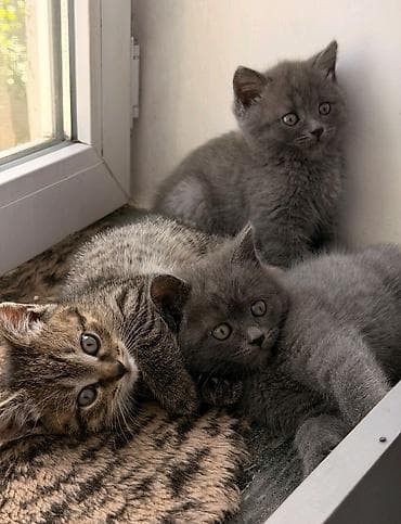 Мышыктар: Скотиш Страйт (Шотландиялык тик кулактуу), 2 айлык, Ургаачы, Лотокко барууга үйрөтүлгөн — 1