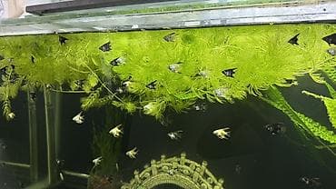 попугай розелла цена: Скалярии (Pterophyllum) — молодь разноцветных окрасов(родители — 3