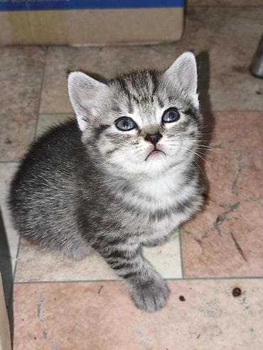 кошко: Полосатые котята от серебристой кошки - родились 13 апреля, 3 — 9