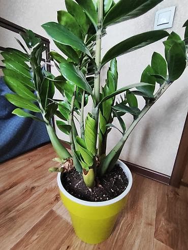 комнатная роза купить: Замиокулькас (Zamioculcas zamiifolia) в горшке. - Кустовой экземпляр — 2