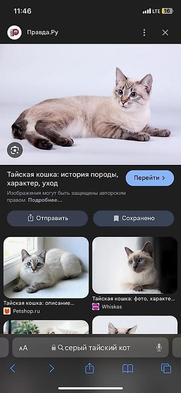 Тайская, 1 год, Мальчик, Серый, С прививками at lalafo.kg Тайская, 1 год, Мальчик, Серый, С прививками