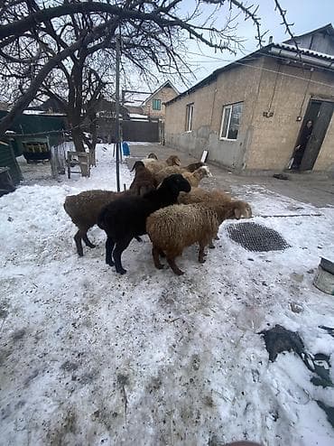 куплю куриные кости: Продаю | Баран (самец) — 6