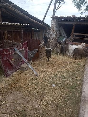 Продаю | Коза (самка) | Полукровка | Для разведения