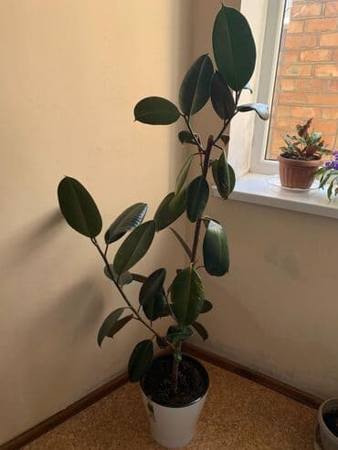 диффенбахия купить: 2 фикуса в горшке и 1 диффенбахия. про фикусы: Высота 1.5 - 2 метра — 6