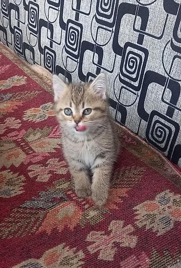 шотландский короткошерстный кот цена: Скотиш Страйт (Шотландская прямоухая), 2 месяца, Девочка, Приучена к лотку — 3