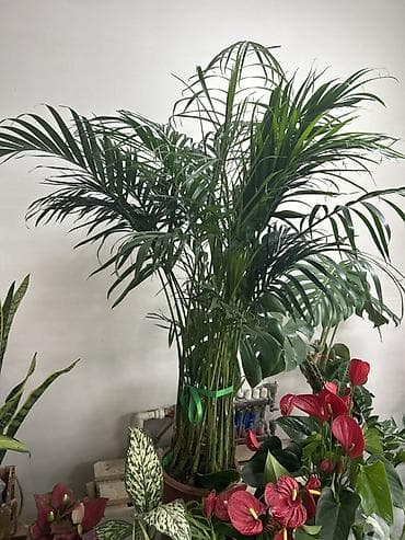 хола: Хамедорея (бамбуковая пальма), крупный куст в декоративном горшке. - — 1