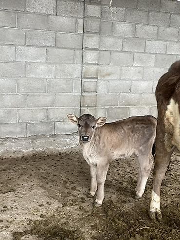 кошка сокулук: Сатам | Бука (эркек) | Бордоп семиртүү үчүн | Асыл тукумдуу — 3