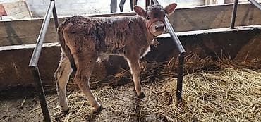 пш метр: Сатам | Уй (ургаачы), Бука (эркек), Кунаажын | Алатоолук | Көбөйтүү үчүн, Сүт алуу үчүн | Музоологондон кийин — 9