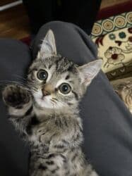 мейн кун бишкек 😺 питомник lyubushka 🐈 купить котенка 🐾 цена фото: 2 айлык, Ургаачы, Лотокко барууга үйрөтүлгөн — 3