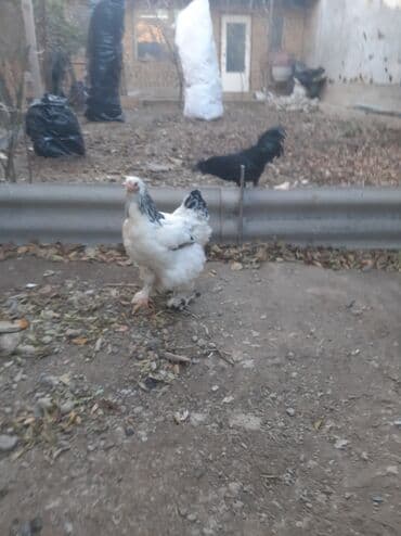 домик для животных: Ухейлу чистый петушок маладой толка начил пет 1ш прашу 1500сом брамо — 7