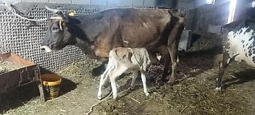 силос жалал абад: Продаю | Корова (самка) | Полукровка | Стельные — 3