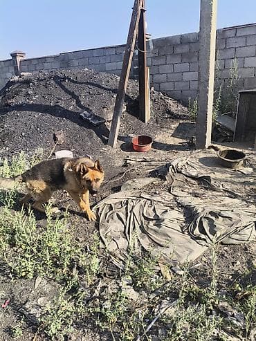 продаю щенков: Немецкая овчарка (окрас черно-рыжий), на цепи. Средний крупный формат — 4