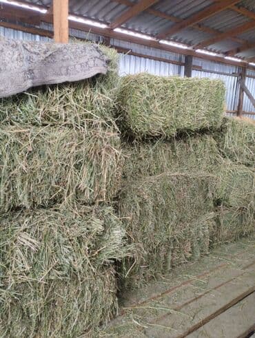 продажа домашних животных: Люцерна клевер беде.тюк 50.Беш-Кунгей — 1