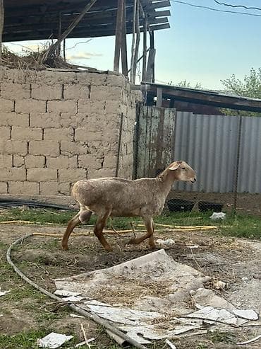 товары для животных: Продаю | Баран (самец) | Для разведения | Осеменитель — 4