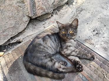 НЕ ПРОХОДИТЕ МИМО, КОТЕНОК МАЛЕНЬКИЙ МАЛЬЧИК,НА УЛИЦЕ ТУТ МНОГО at lalafo.kg НЕ ПРОХОДИТЕ МИМО, КОТЕНОК МАЛЕНЬКИЙ МАЛЬЧИК,НА УЛИЦЕ ТУТ МНОГО
