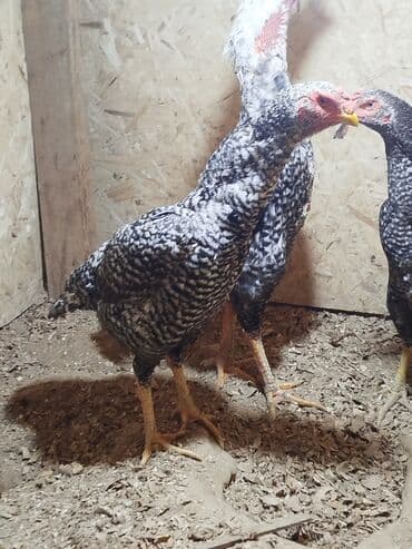 животные на продажу: Дакан цесарка мекиш сатылат алмашу жолдору бар адрес Заря Тынчтык — 3
