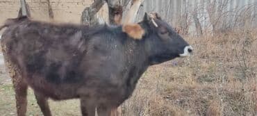 сельскохозяйственные животные продажа: Продаю | Корова (самка) | Алатауская | Для разведения | Стельные, Нетель — 6