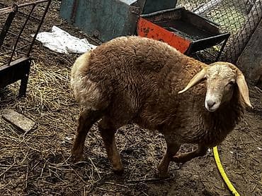 шинки лайка: Продаю | Ягненок | Арашан — 5