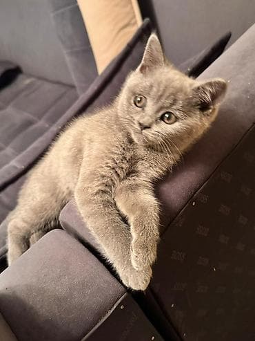 крупные собаки: Британский короткошёрстный котёнок, окрас голубой (solid blue). - — 7
