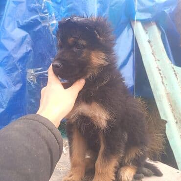 собаки в бишкеке: Щенок немецкой овчарки Кабель 2 месяцев - Порода: немецкая овчарка — 7