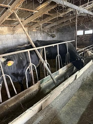 продажа быков: Продаю | Бык (самец) | На откорм | Осеменитель — 2