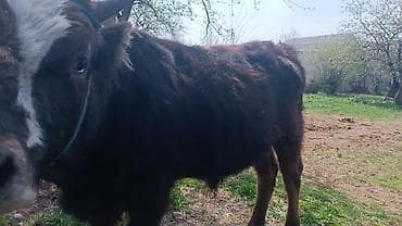 уй жаныбары: Сатам | Бука (эркек) | Бордоп семиртүү үчүн | Байланган — 3