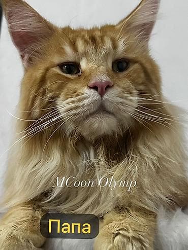 мейкун котята: 🐾 Продаются очаровательные котята породы мейн-кун 🐾 Предлагаем в — 6