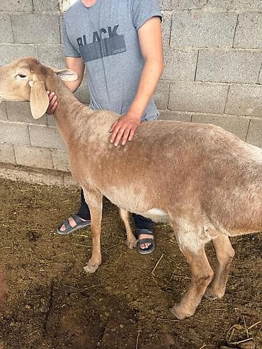 цыплята индюки: Продаю | Овца (самка) | Для разведения — 2