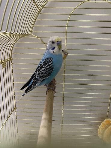 неразлучники попугаи цена: Волнистый попугай с оборудованной клеткой. Голубенький мальчик Белая — 2