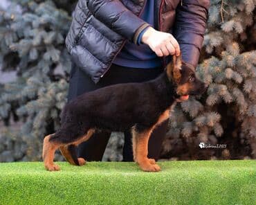 акустические системы 2.0 колонка в виде собак: Немецкая овчарка — щенки шоу-класса от племенных родителей. отец — 3