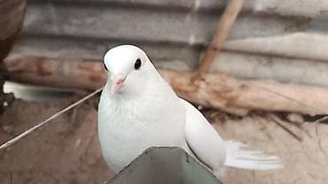 Белый голубь декоративной породы. - Окрас: чисто белый, равномерный at lalafo.kg Белый голубь декоративной породы. - Окрас: чисто белый, равномерный