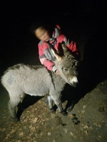 Ослик (мини/небольшого роста) - Компактный, серый, пушистый, с белой