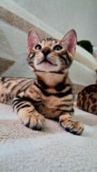 отдам котенка в добрые руки: На бронь бенгальские котята,свободны две девочки,к переезду будут — 16