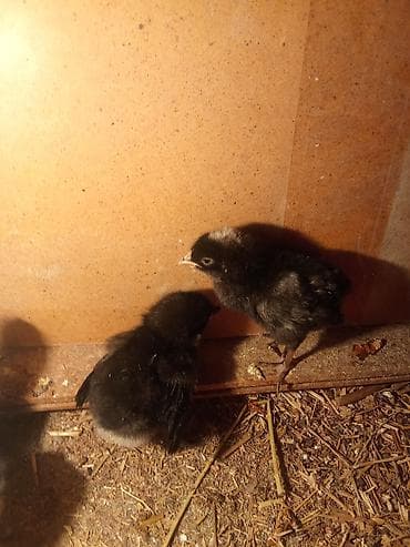 арпа мака: Продаю | Цыплята | Для разведения — 2