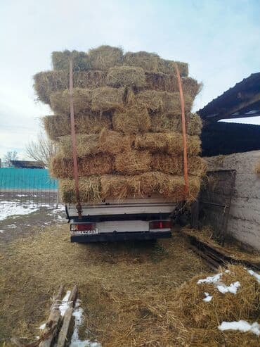 морковь для корма: 1 укос чоп сатылат аз мах беде аралаш туктор чон чон доставка мн 300 — 2
