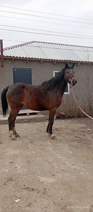 Собаки: Продаю | Кобыла (самка) | Английская | Конный спорт | Мерин — 5