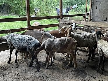 кремация животных бишкек: Продаю | Баран (самец) | Для разведения | Племенные — 2