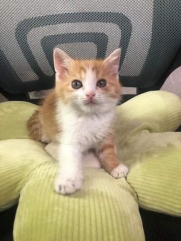 манчкин котенок: Отдам котенка в добрые руки. Мальчик 3 месяца — 1