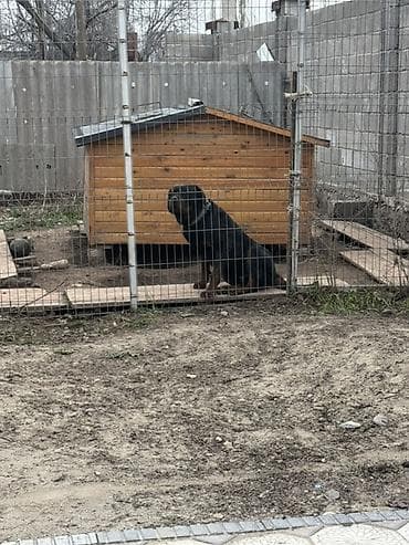 Уличный вольер для собаки с будкой - Просторный металлический вольер