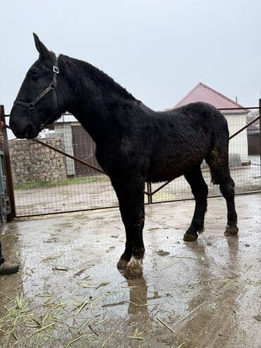 вислоухие кошки бишкек: Продаю | Жеребец | Конный спорт, Для разведения — 8