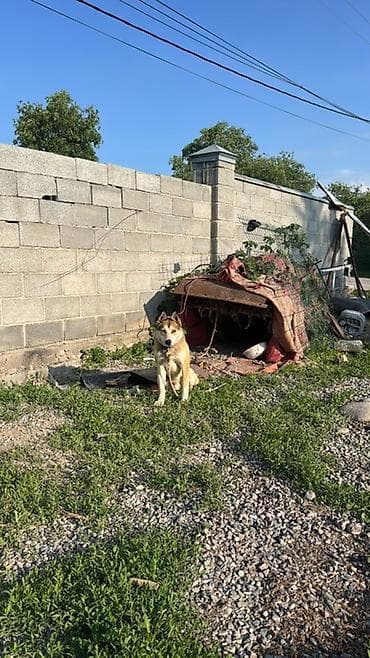 овцы романовские: Продам хаски, возраст 1,5 года. Активный, умный и красивый пёс, с — 3