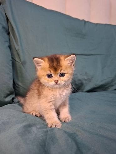 Продажа кошек: Скотиш Страйт (Шотландская прямоухая), 2 месяца, Девочка, Золотая шиншилла — 5