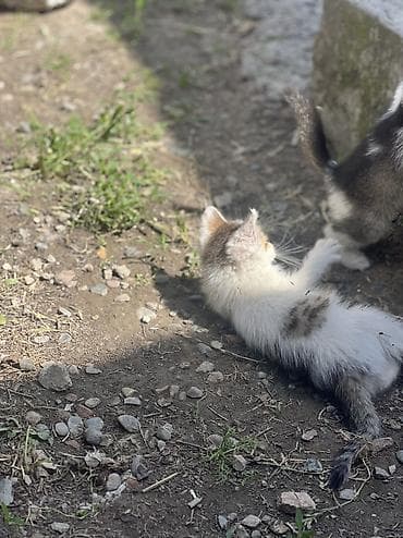 каракол кролик: Отдам в хорошие руки — 4