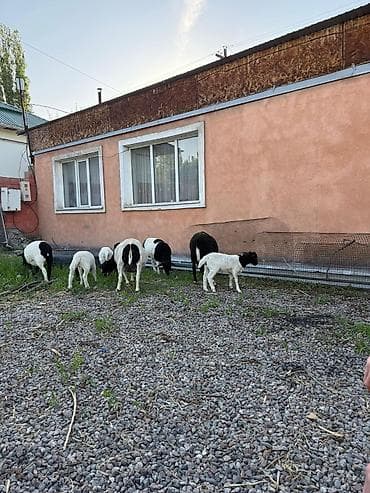 бирки для животных: Продаю | Овца (самка) | Для разведения | Матка — 3