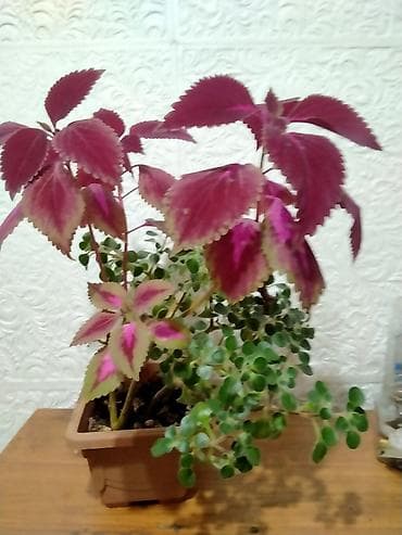 Комнатное растение в горшке (композиция из двух видов). -