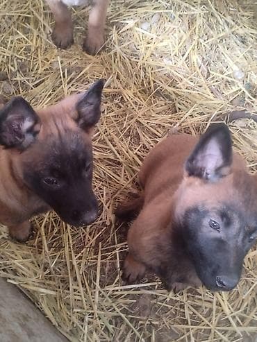 собаки шенки: Щенки породы, бельгийской овчарки малинуа Описание: - Активные — 2